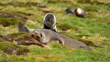 Antarctic fur seal (Arctocephalus gazella) in the grass at the old whaling station at Stromness, South Georgia Island