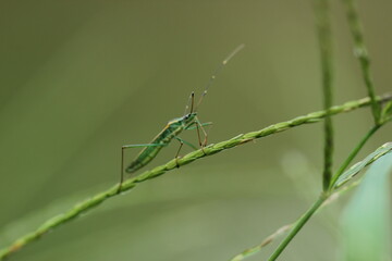 insects perched on grass leaves