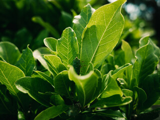 close up of leaves
