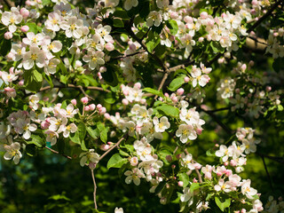 Plentiful flowering of fruit tree in the spring