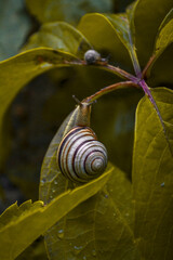 snail on a leaf