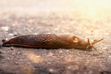 Wurm auf Straße in der Sonne