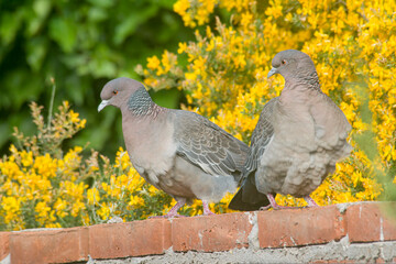 picazuro doves perched on a wall 