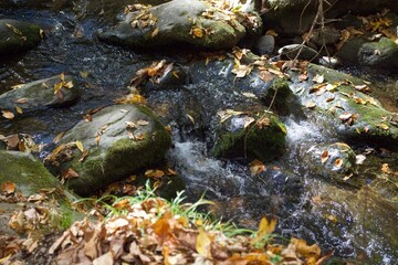 Fall Memories