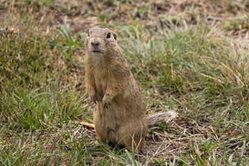 Naklejka na ściany i meble groundhog obecny small cute rodent in the meadow