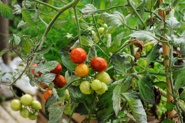 Tomatoes in wooden box