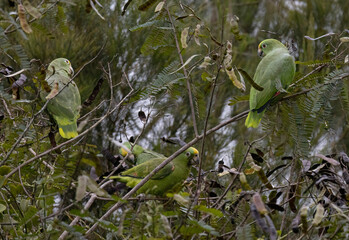 A flock of Yellow-crowned Amazon (Amazona ochrocephala)