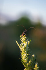 beetle on a green grass