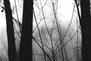 Gloomy misty forest, black metal forest, black and white scary forest