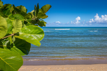 Idyllic Porto Seguro Beach at sunny day with tropical tree in BAHIA, Brazil