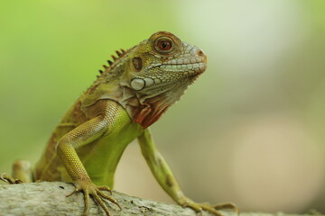 Obraz premium close-up of an iguanan's face against a green background