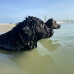 dog on the beach