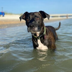 dog on the beach