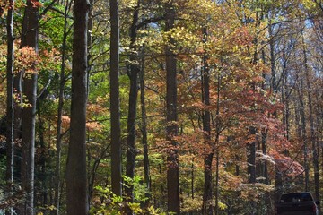 Fototapeta premium Fall Memories