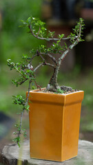 Garden bonsai