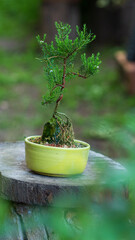 Garden bonsai