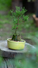 Garden bonsai