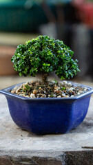 Garden bonsai