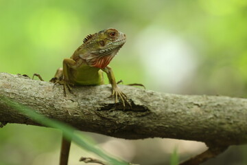 Naklejka na ściany i meble an iguana on a wood with a green background