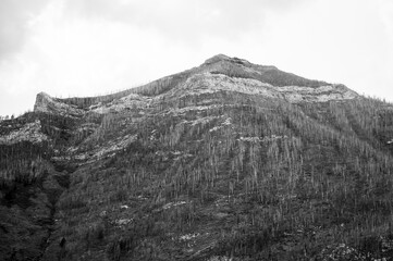 Mountain covered by trees destroyed in wild fire,  Waterton Lakes National Park, Alberta Canada