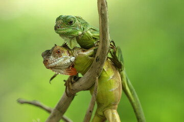 Fototapeta premium two iguanas overlapping on a green background