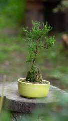 bonsai tree in a vase