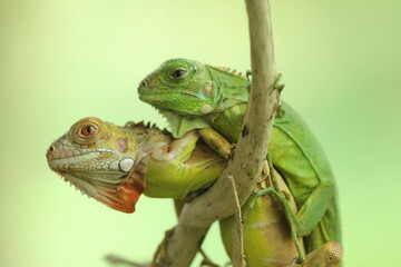 two iguanas overlapping on a green background