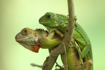 Obraz premium two iguanas overlapping on a green background