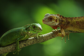 two iguanas facing each other on a green background
