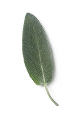 Freshly harvested common sage leaf isolated on white background.