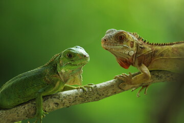 two iguanas facing each other on a green background

