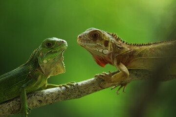 two iguanas facing each other on a green background
