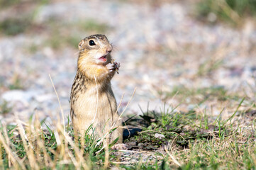 Thirteen-lined ground squirrels eating grasshoppers - Powered by Adobe