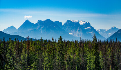 Mount Athabasca with its glacier and surrounding peaks in the distance, above  the forest, from Sunwapta Falls trail.