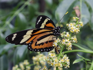 Butterfly on Cajá Fruit Tree Flowers