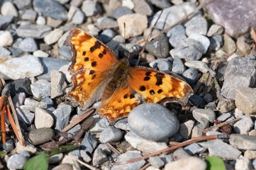Fototapeta na wymiar Butterfly landed on rocky ground, Alberta, Canada