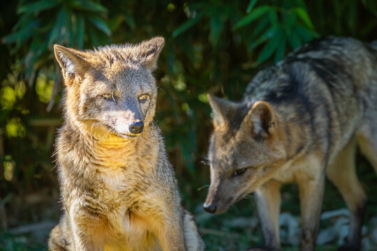 Graxaim, South american pampas Fox zorro, Pantanal wetlands, Brazil