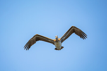 Obraz premium Brown Pelican flying in the blue sky.