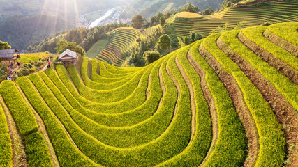 Padievelden op terrassen bereiden de oogst voor in Noordwest-Vietnam.