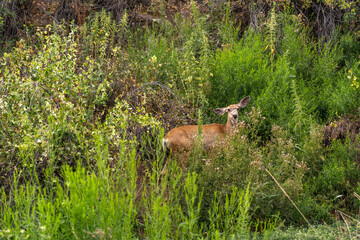 Naklejka na ściany i meble Young mule deer (Odocoileus hemionus) in the meadow.