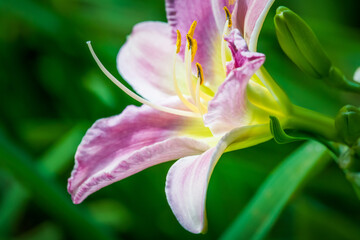 Beautiful Lilly single flower and bud blossoming at season, green background