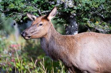 Naklejka na ściany i meble Female elk in trees, Banff National Park
