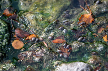 Banff spring snails, Banff National Park