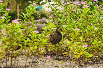 Beautiful peacocks with blue and green feathers walking in the park together with other animals