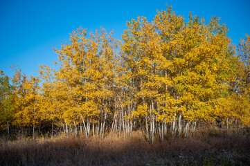 Fototapeta premium Grove of yellow aspen trees, Fish Creek Provincial Park, Calgary, Alberta