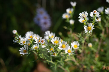 Fall aster flowers growing in forest, London, Ontario