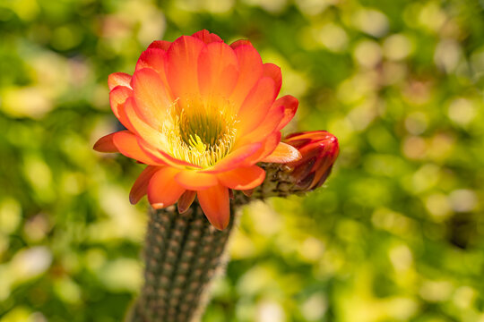 Cactus Acanthocalycium glaucum with large red flower.