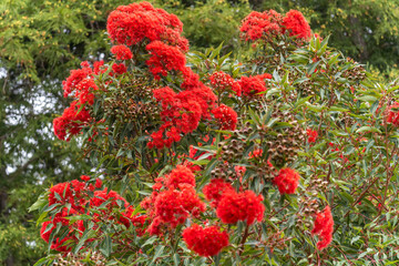 Red Flowering Gum Eucalyptus (Corymbia ficifolia)