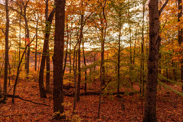 autumn forest in the morning