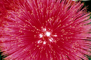 Closeup of a brilliant Powder Puff flower, Calliandra haematocephala